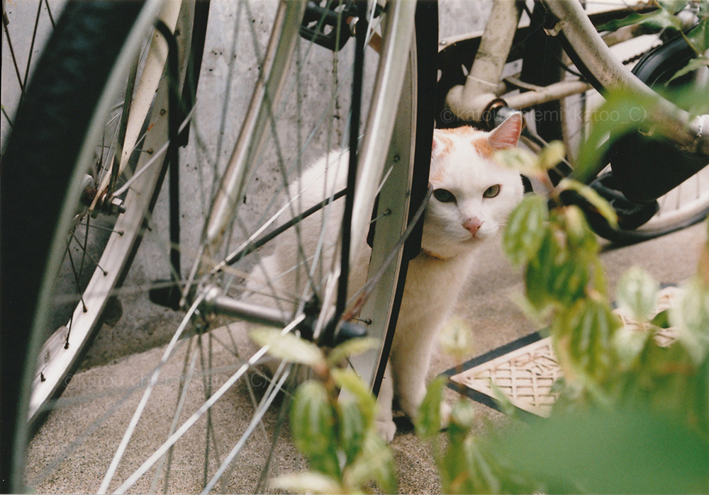車輪と猫