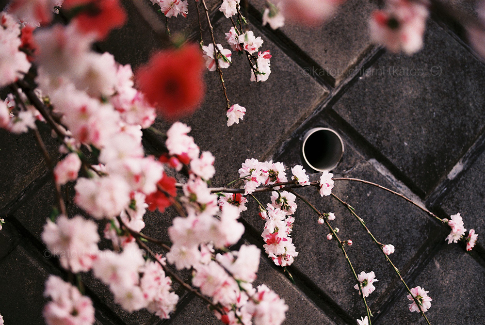 桜と孔
